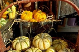 Thị trường - Tiêu dùng - Bất ngờ với giá bí đỏ mini Halloween năm nay