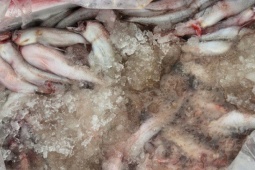 Kiểm tra xe đỗ bên đường, phát hiện 4,5 tấn cá khoai nhiễm chất foocmon