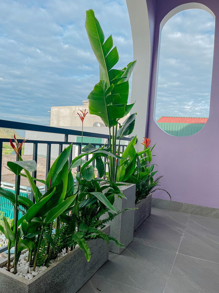 Từ phòng khách, phòng bếp, phòng học, cầu thang và 2 ban công đều được trồng cây xanh và cắm hoa.
