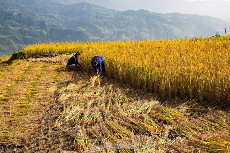 Thời điểm này, Bản Díu và Nấm Dẩn nổi bật với 2 màu chủ đạo đó là màu vàng của lúa chín xen kẽ màu xanh của rừng nguyên sinh.