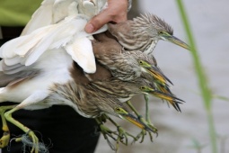 Tin tức trong ngày - Cận cảnh "nước mắt" chim trời hoang dã sa bẫy ở Thanh Hóa