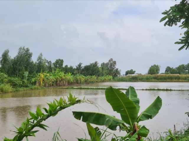 Tin tức trong ngày - 1 người bị sét đánh tử vong khi bơm nước sạ lúa