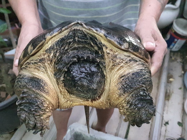 Tin tức trong ngày - Quyết không cho rùa cá sấu làm "giả cầy", bàn giao kiểm lâm