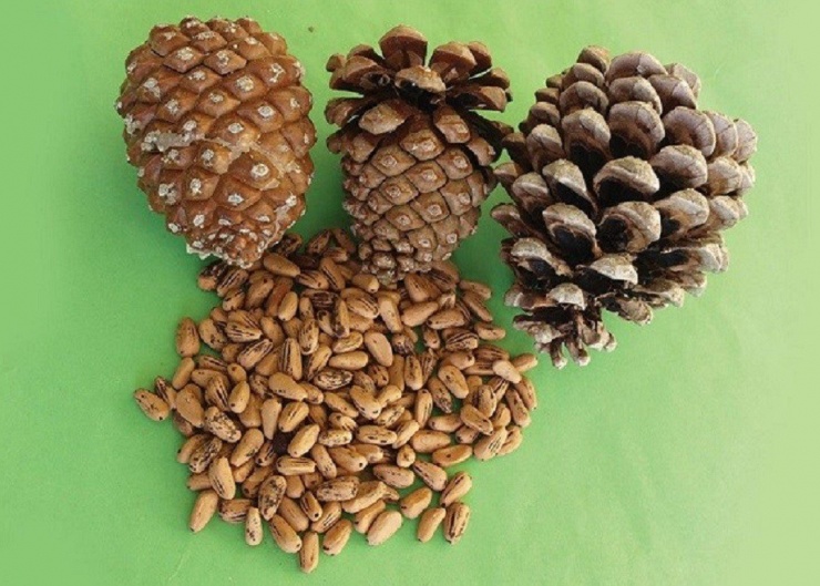 Trên thế giới hạt thông được ưa chuộng và sử dụng nhiều hơn trong các món ăn đặc sản.