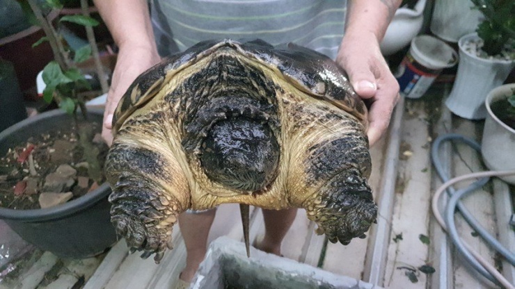 Con rùa cá sấu được gia đình ở quận Bình Thạnh bàn giao cho cán bộ kiểm lâm. Ảnh: NT