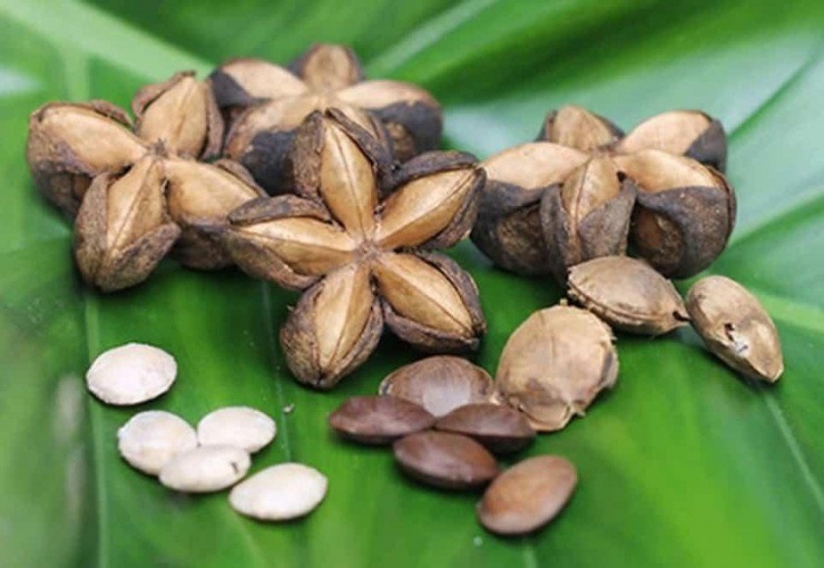 Hạt Sachi có vị bùi thơm ngon.