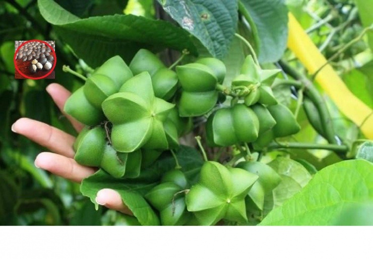 Tại Việt Nam, cây Sachi được trồng nhiều tại Đắk Lắk.