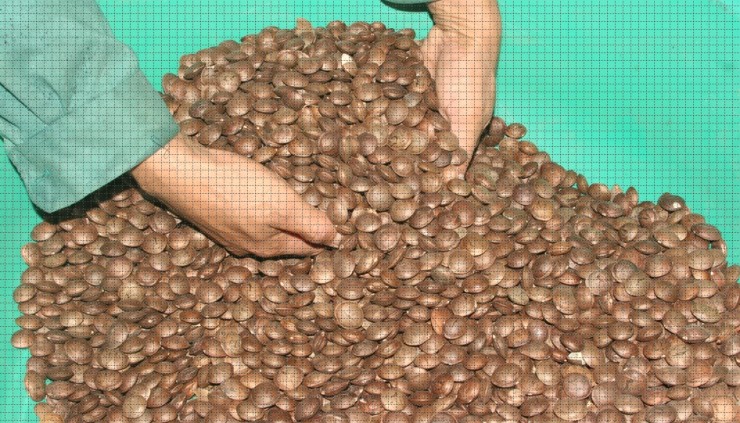 Hạt Sachi được mệnh danh là “vua của các loại hạt” và rất đắt đỏ.