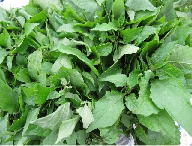 Bất ngờ loại rau là &#39;vũ khí&#39; chống ung thư và bệnh tiểu đường, được thế giới ca ngợi là rau trường thọ, mọc đầy vườn quê Việt Nam - 2