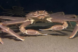 Thị trường - Tiêu dùng - Loài cua được ví như "báu vật", hạn chế khai thác, có con giá bằng cả chiếc ô tô