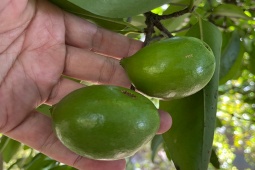 Thị trường - Tiêu dùng - Thứ quả nhìn xa lại tưởng quả chanh, nhiều người không biết tên, giá đắt vẫn được lùng mua