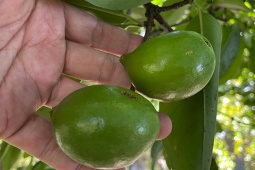 Thị trường - Tiêu dùng - Thứ quả nhìn xa lại tưởng quả chanh, nhiều người không biết tên, giá đắt vẫn được lùng mua