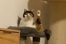 Tranh vui - “Quàng thượng” luôn có những thói quen kỳ lạ