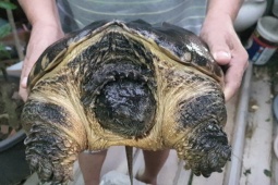 Tin tức trong ngày - Quyết không cho rùa cá sấu làm "giả cầy", bàn giao kiểm lâm