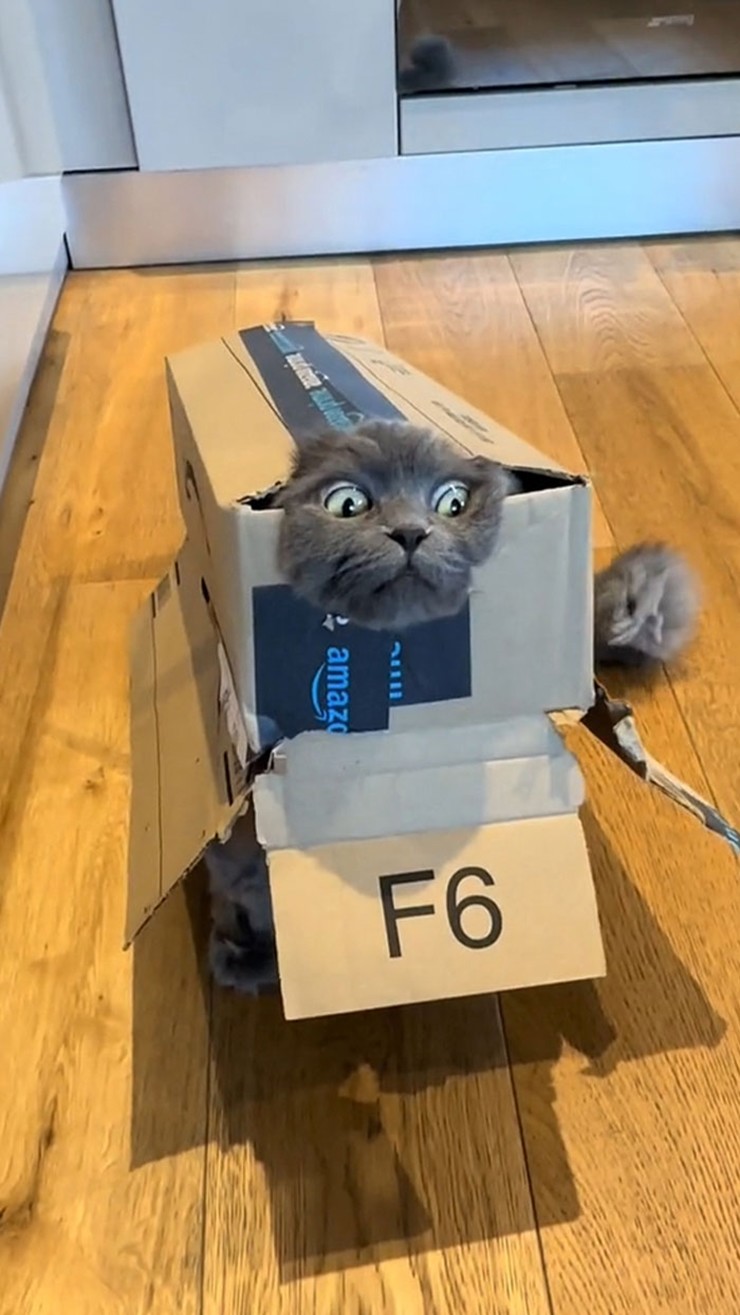 Mèo cưng luôn thích tấu hài với những chiếc hộp.
