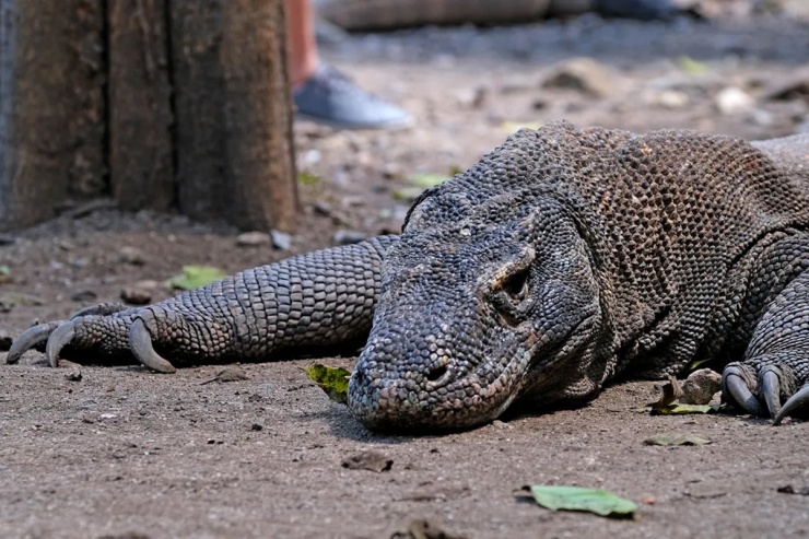 Rồng komodo lớn ngang cá sấu cỡ trung bình. Đây là loài thằn lằn lớn và nặng nhất thế giới. Chúng có thể phát triển tới 3 mét và nặng 91 kg. Ngoài kích thước đồ sộ, chúng còn sở hữu bộ hàm với 60 chiếc răng nhọn hoắt và chiếc đuôi vạm vỡ chuyên dùng để quật bất cứ động vật nào dám tiến lại gần.