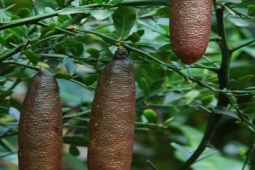 Thị trường - Tiêu dùng - Loại quả hàng hiếm trên thế giới, ở Việt Nam cũng trồng, giá bán cực choáng