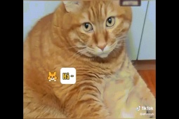 Clip hài hước - Khi mèo cưng bị "ngải heo nhập"