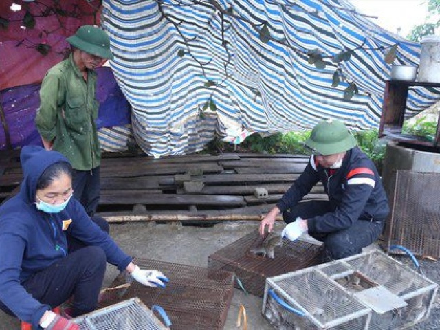 Thị trường - Tiêu dùng - Nhộn nhịp nghề săn ''cu tý''