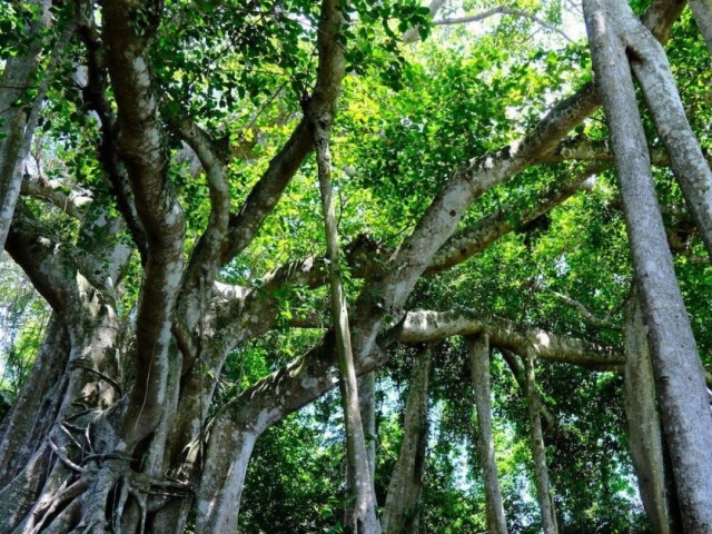 Du lịch - Cây đa ngàn năm có hình dáng hùng vĩ bậc nhất Việt Nam