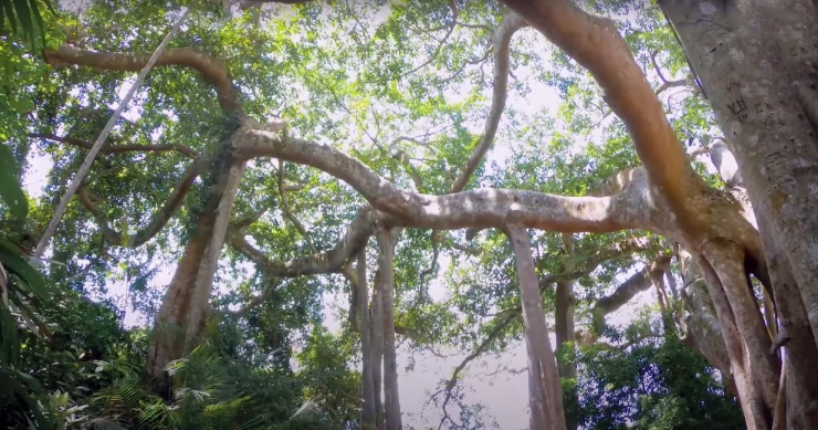 Ngắm cây đa di sản từ nhiều góc nhìn, dù là tán cây với mặt trời chiếu sáng, hay những cột rễ tích tụ trầm tích nghìn năm, và cả những thảm lá đa vàng trải đều mặt đất, tất cả đều để lại cảm nhận không thể quên đối với người dân, du khách.