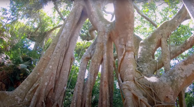 Cây đa nằm trên tuyến đường du lịch Bãi Bắc - Ghềnh đá - Mũi Nghê. Đến ngã ba Bãi Bắc có hướng dẫn đến cây đa Sơn Trà,&nbsp;