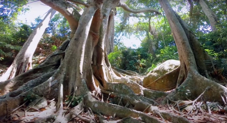 Ấn tượng đầu tiên khi đặt chân đến cây đa cổ thụ là một không gian xanh mát rộng lớn tưới, lan cả con đường. Đến đây vào trưa nắng, cây đa như một máy điều hòa tự nhiên, tạo không khí mát mẻ.