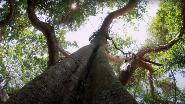 Cành và thân chính, thân phụ liên kết, nối chặt tạo một thế đứng vững chãi cho cây qua hàng thế kỷ.