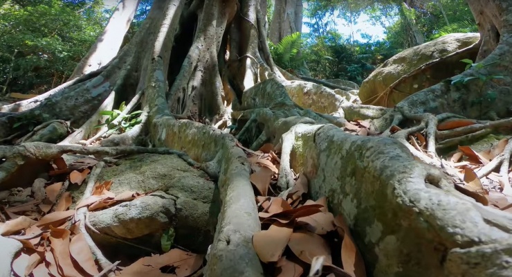 Cây đa Sơn Trà có tên thường gọi là đa núi cao, thuộc họ Dâu Tằm, có chiều cao 22m, có chu vi thân chính và cụm thân phụ dài hơn 85m.
