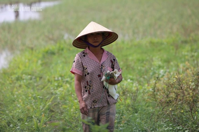 Thấy lực lượng chức năng, người phụ nữ này đã ôm những con cò bỏ chạy vào nhà