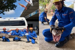 Phi thường - kỳ quặc - Bắt trăn "khủng" dài 7 mét với phần bụng phình to bất thường