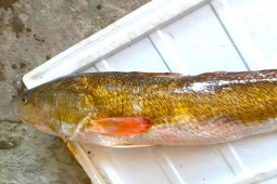 Thị trường - Tiêu dùng - Thứ cực đắt trong bụng cá, giá một kg ngang một chung cư