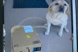 Tranh vui - Những bức ảnh xác nhận giao hàng cực hài