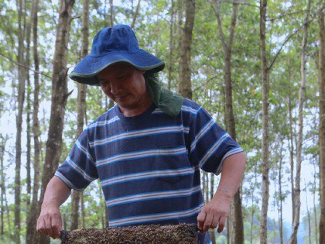 Thị trường - Tiêu dùng - Nghề chăn ong du mục