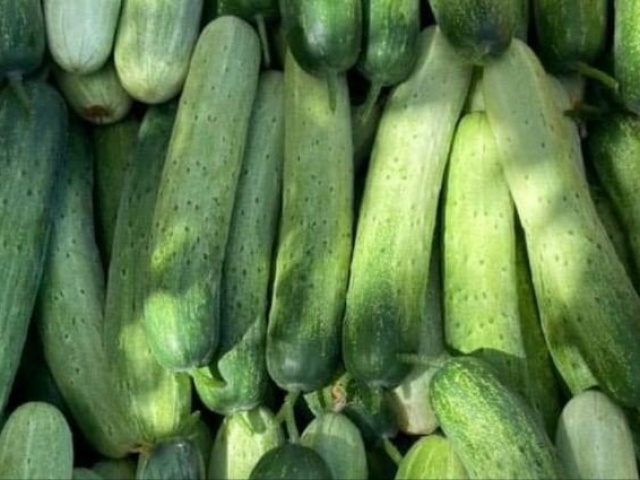 Ẩm thực - Dưa leo bị đắng có phải tồn dư hóa chất quá nhiều?