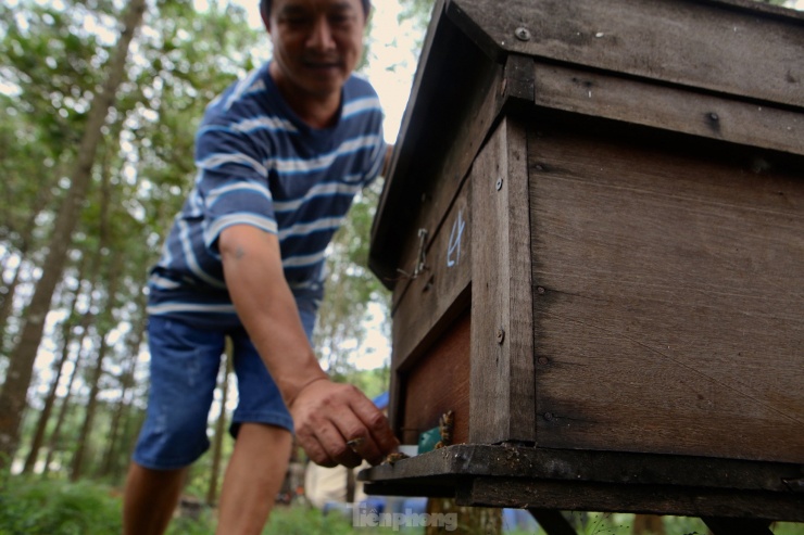 Nghề chăn ong du mục - 2