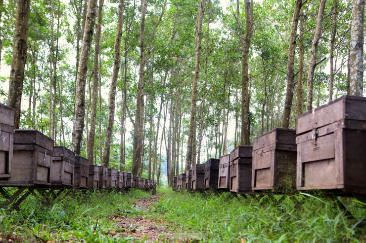 Theo những mùa hoa nở, người làm nghề “chăn ong” du mục lại mải miết dẫn ong đi các địa phương. Tại các tán rừng keo ở huyện Hương Sơn (Hà Tĩnh) những người dân ở các tỉnh Tây Nguyên đã dựng lán, nuôi ong trong chiếc thùng gỗ.