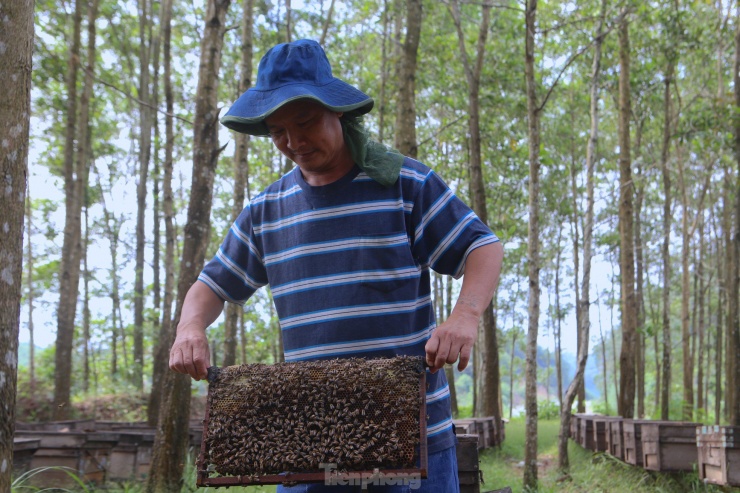 Ông Thuận chia sẻ, do di chuyển đàn ong theo những mùa hoa nên chất lượng mật của ong ở mỗi mùa, mỗi thời điểm là khác nhau. Nếu nuôi ong mà không di chuyển theo những mùa hoa, để ong cố định một chỗ thì có lẽ ong sẽ đói, chết nhiều, thậm chí có đàn còn bỏ tổ bay đi lên núi.