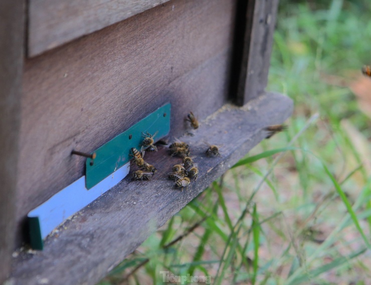 "Nghề này theo đàn ong di chuyển khắp các tỉnh, rất ít khi ở nhà. Tôi theo nghề này hơn 10 năm qua, công việc tuy vất vả nhưng cũng cố gắng làm để kiếm thêm thu nhập. Vào đây từ tháng 4 đến tháng 10, mỗi mùa hoa sẽ thu về khoảng vài chục tấn mật. Mật khi thu hoạch xong công ty sẽ về mua tại nơi. Năm nay thời tiết thuận lợi nên mật đạt chất lượng cao", ông Thuận nói