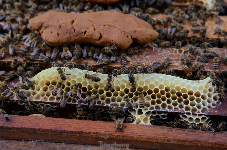 Sau những tháng ngày rong ruổi theo mùa hoa, người nuôi ong "du mục" trên địa bàn tỉnh Hà Tĩnh đang phấn khởi thu hoạch mật. Niềm vui lớn là thời tiết khá thuận lợi, mật ong được mùa, giá bán ổn định hơn so với các năm trước.