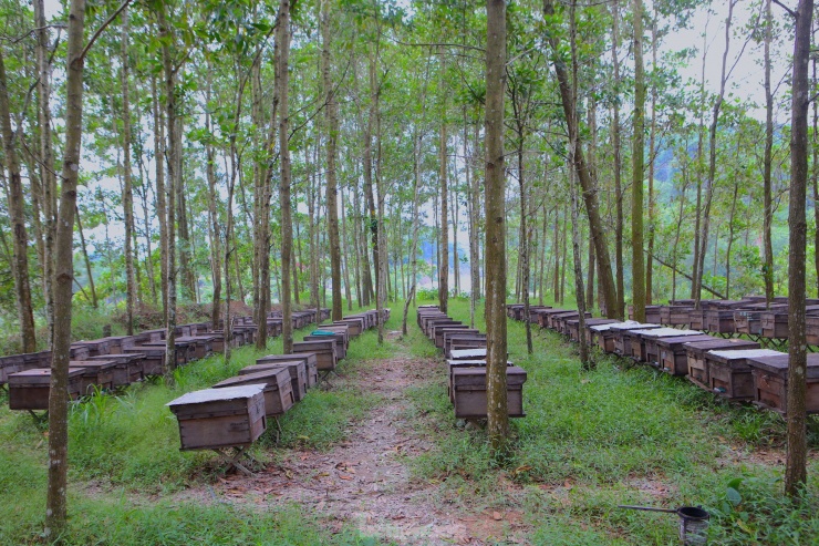 Theo người nuôi, ong có nguồn gốc từ nước ngoài. Chu kỳ lấy mật phụ thuộc theo thời tiết, thường kéo dài 10 - 15 ngày. Sau khi ong lấy mật và sáp phủ kín khoảng 2/3 khay, người nuôi xông khói để đuổi ong đi. Mỗi lần thu hoạch được 8 tạ, tính theo mùa đạt hàng chục tấn mật. Giá bán 2 triệu đồng/tạ.