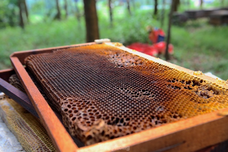 Sáp ong sau khi lấy mật.