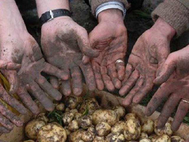 Cận cảnh loại khoai tây đắt nhất thế giới, giá 29 triệu đồng/kg