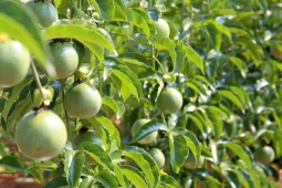 Thị trường - Tiêu dùng - Loại trái ở Việt Nam bán đầy chợ, nhiều nước xem như "thần dược" giá đắt