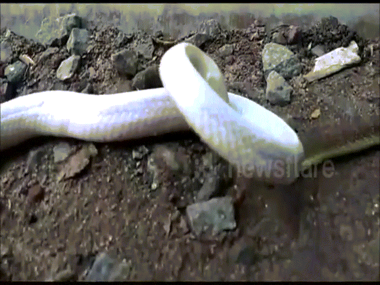 Video: Rắn bạch tạng tấn công, nuốt chửng rắn nâu ở Ấn Độ