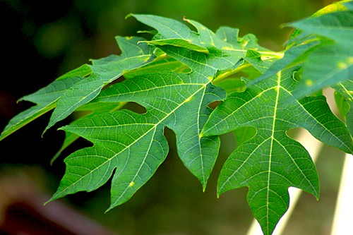 Những tác dụng không ngờ tới của lá đu đủ – &#39;thần dược&#39; chống ung thư - 3