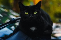 Phi thường - kỳ quặc - Mèo kêu lớn khi lại gần ô tô, kiểm tra thì phát hiện sốc