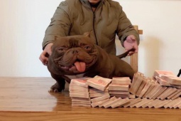 Thị trường - Tiêu dùng - Loài chó đắt đỏ, đại gia Việt từng chi 2,6 tỷ đồng sang nước ngoài mua về