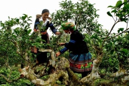 Thị trường - Tiêu dùng - Đặc sản đắt đỏ nhất Việt Nam, nằm trên núi cao hiểm trở, giá tiền triệu/kg