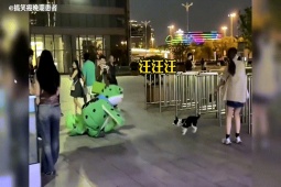 Clip hài hước - Top những con ếch xanh khiến dân mạng "phát cuồng"